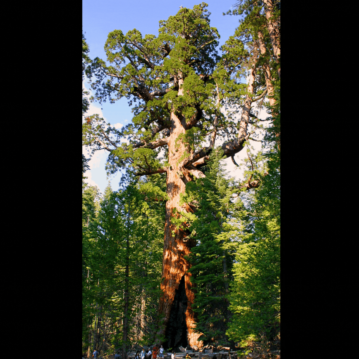 sequoiadendron giganteum