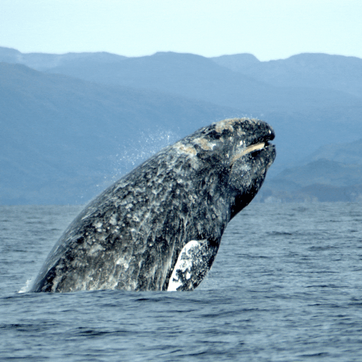 graywhale