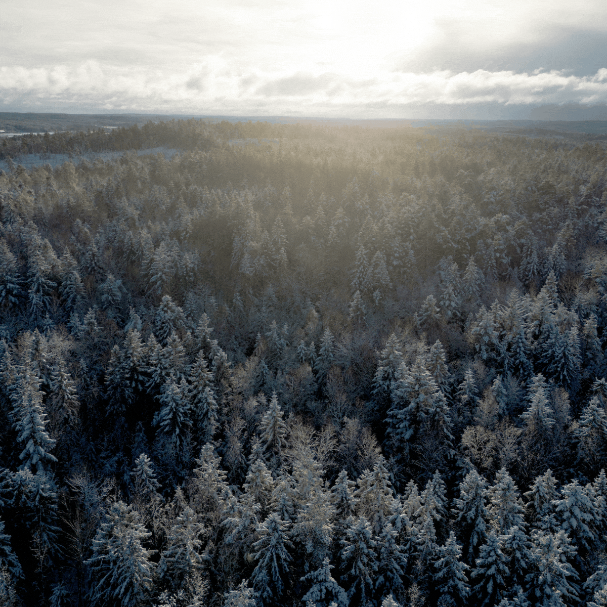boreal forests