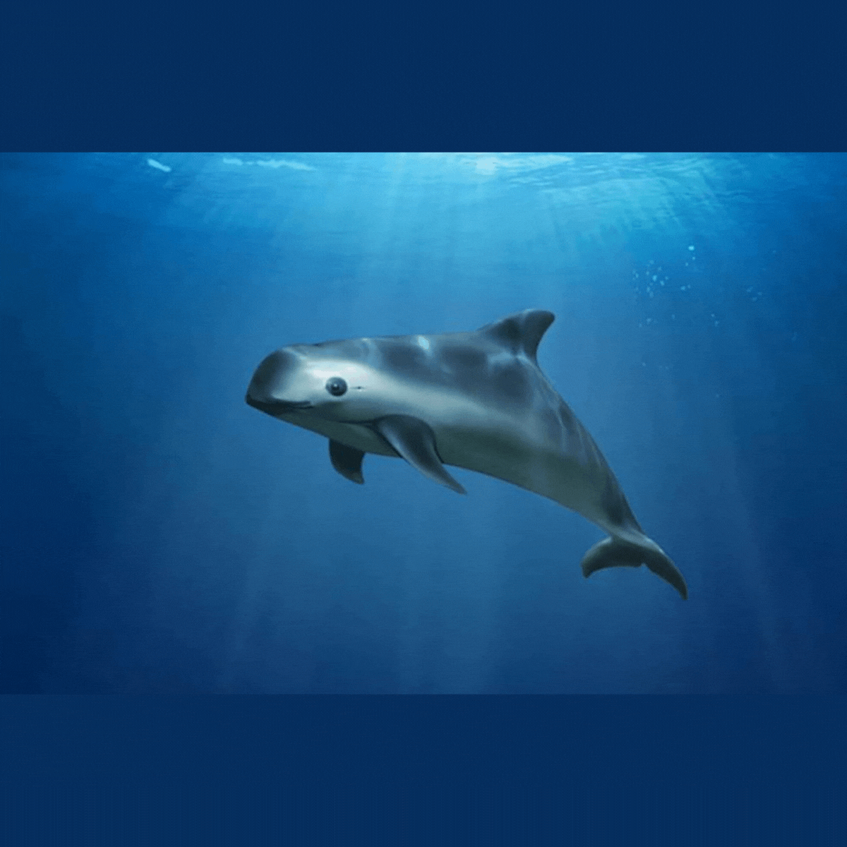 vaquita
