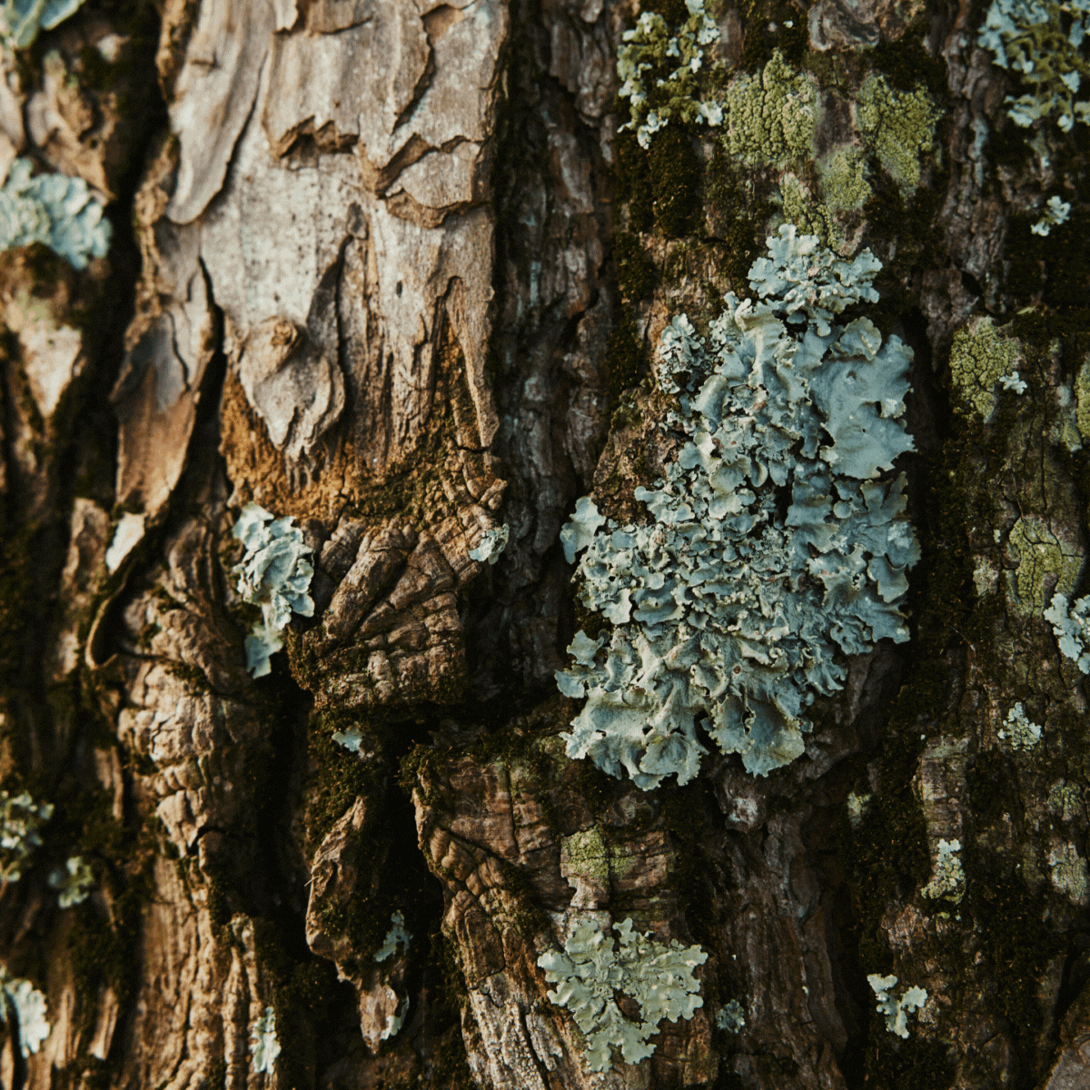 lichen