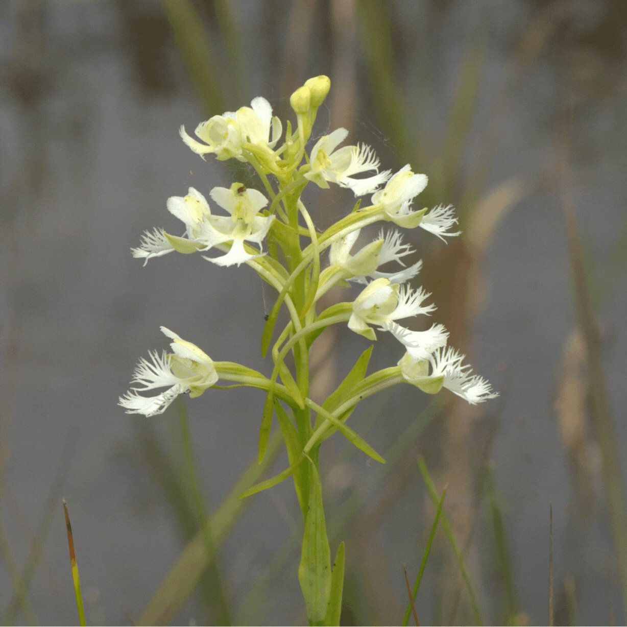 platanthera leucophaea