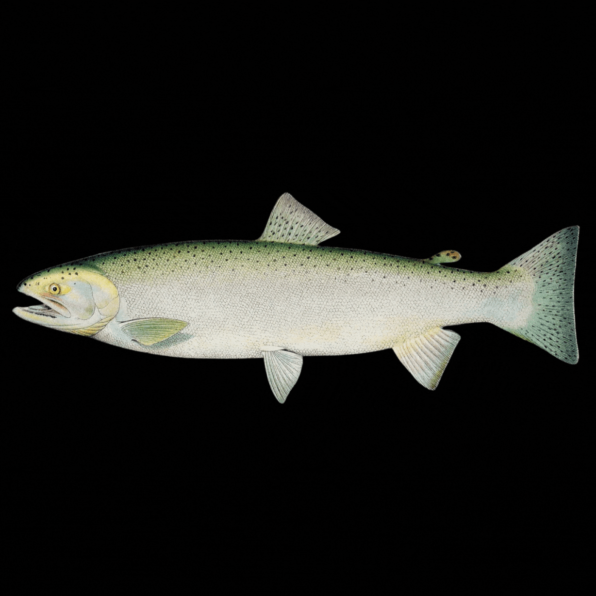oncorhynchus mykiss