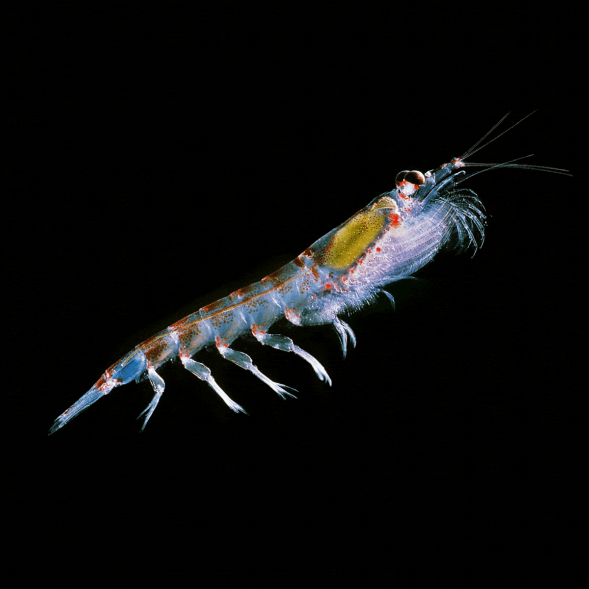 krill
