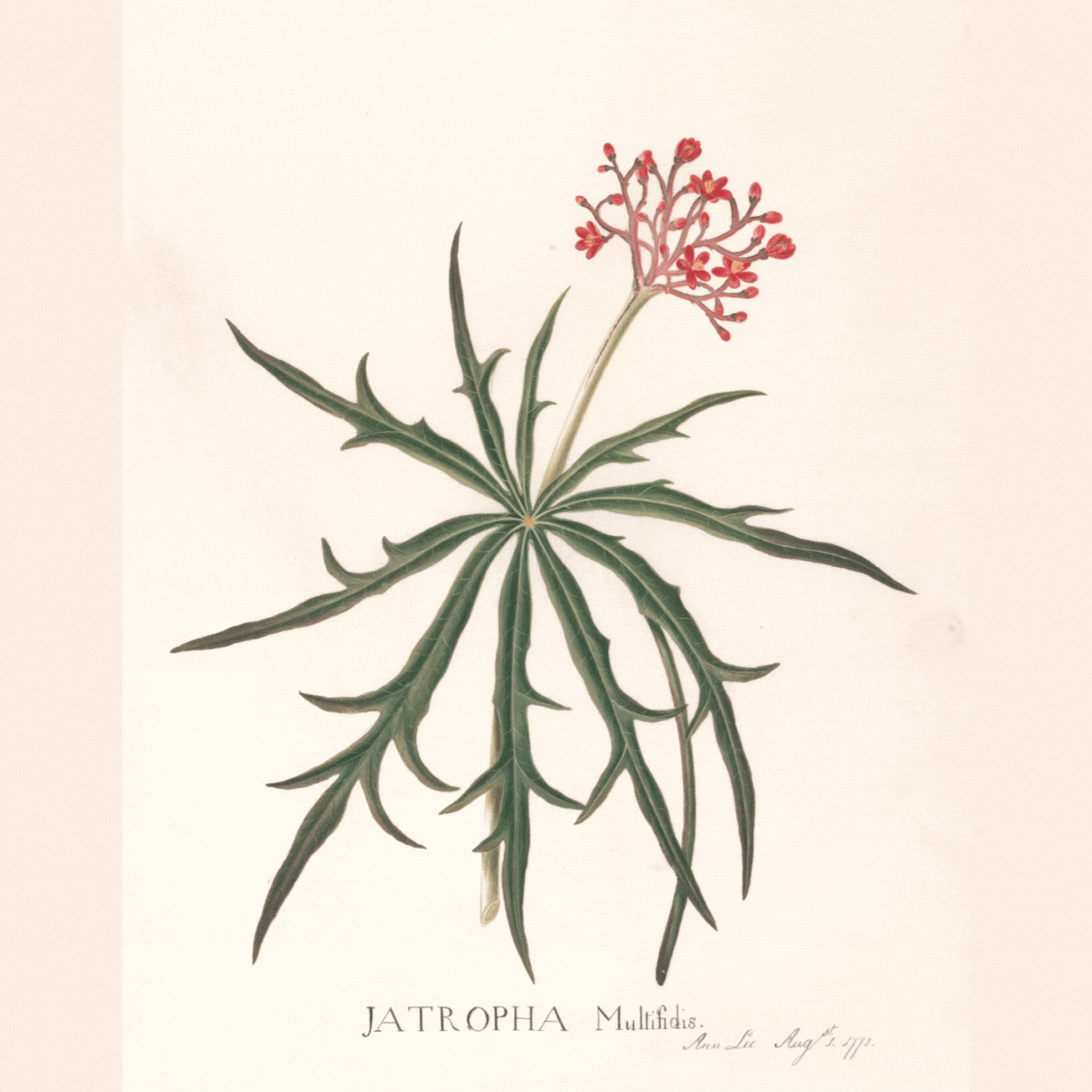jatropha multifida