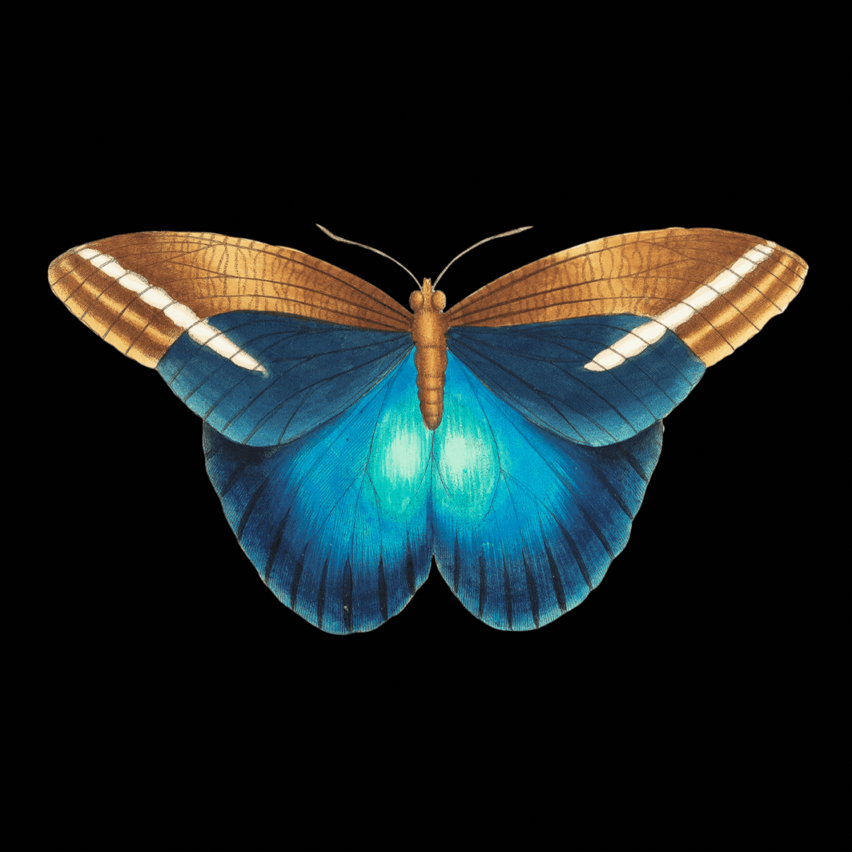 morpho
